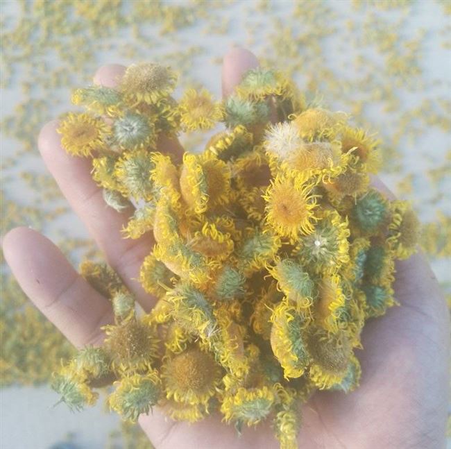 野菊花，种植包回收